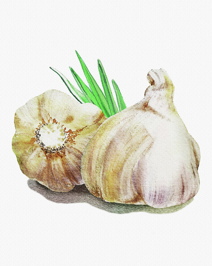 Still Life Painting - Watercolor Garlic Illustration  by Irina Sztukowski