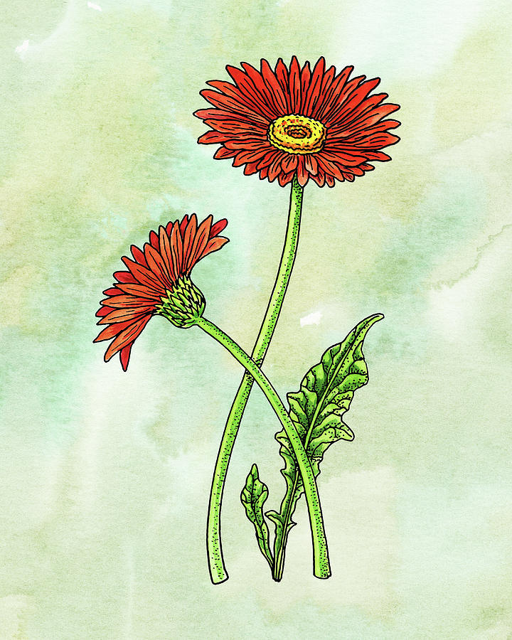 Watercolor Gerbera Daisy Botanical Painting by Irina Sztukowski