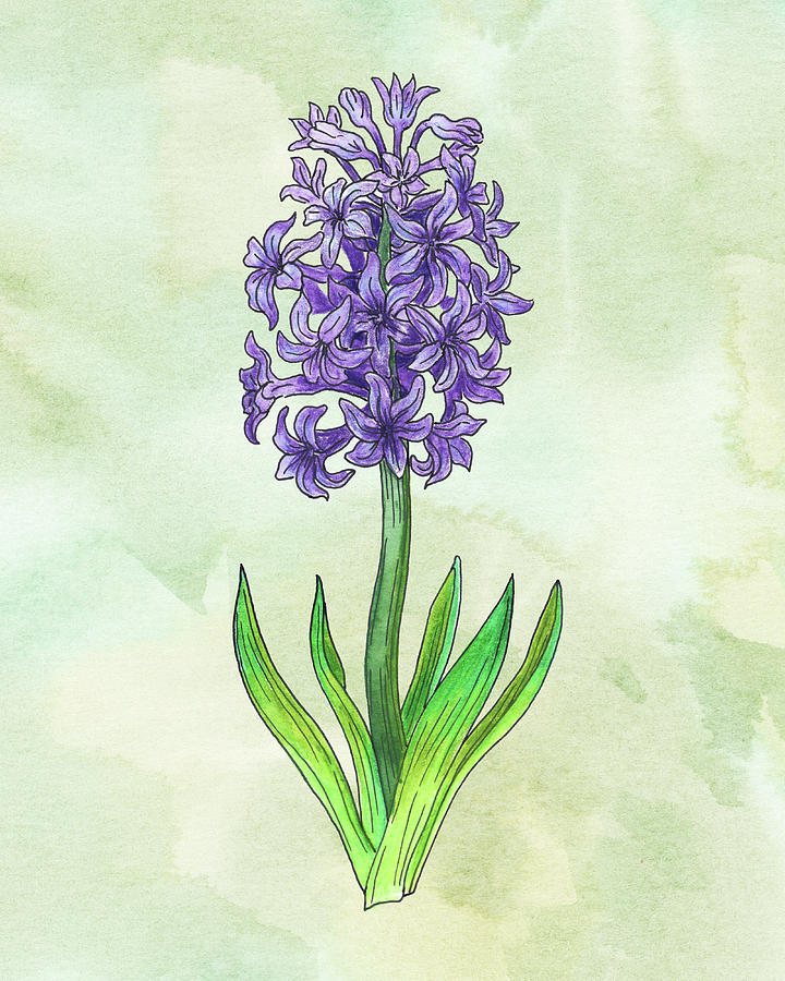Watercolor Hyacinth Flower Botanical Painting