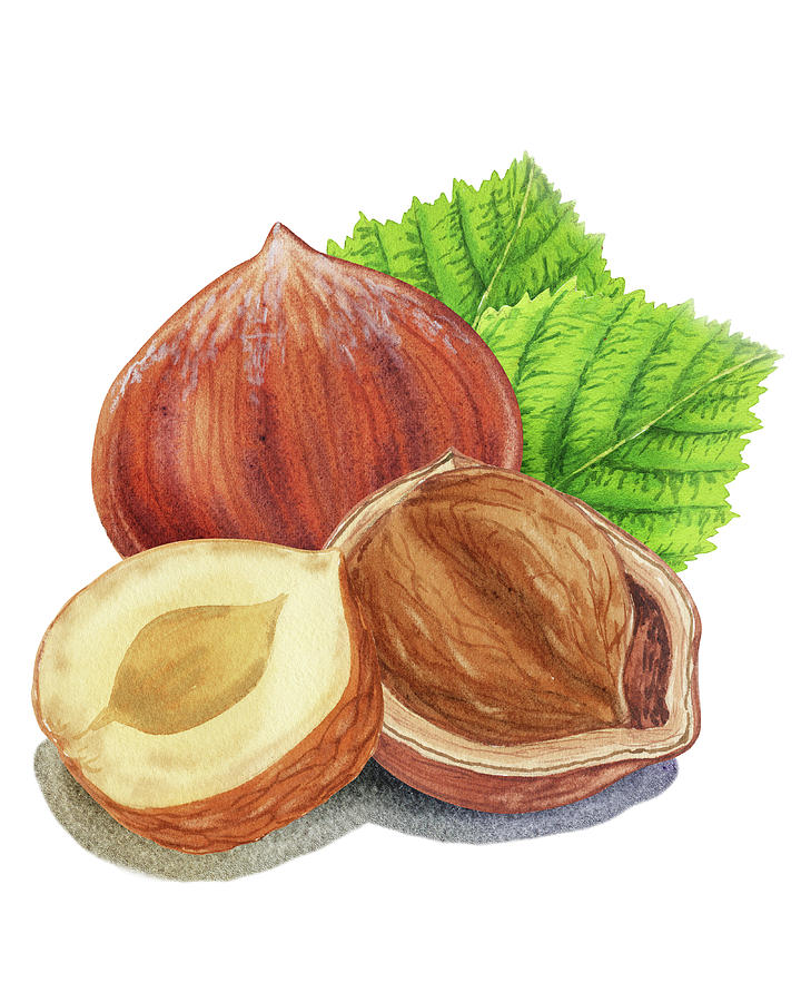 Watercolor Illustration Of Hazelnut Painting