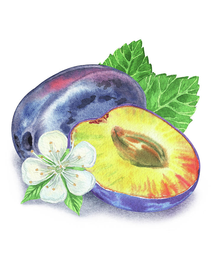 Watercolor Illustration Of Whole And Half Plum Painting