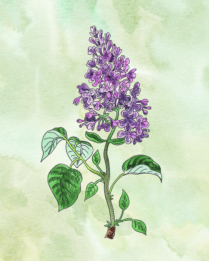 Watercolor Lilac Flower Botanical Painting
