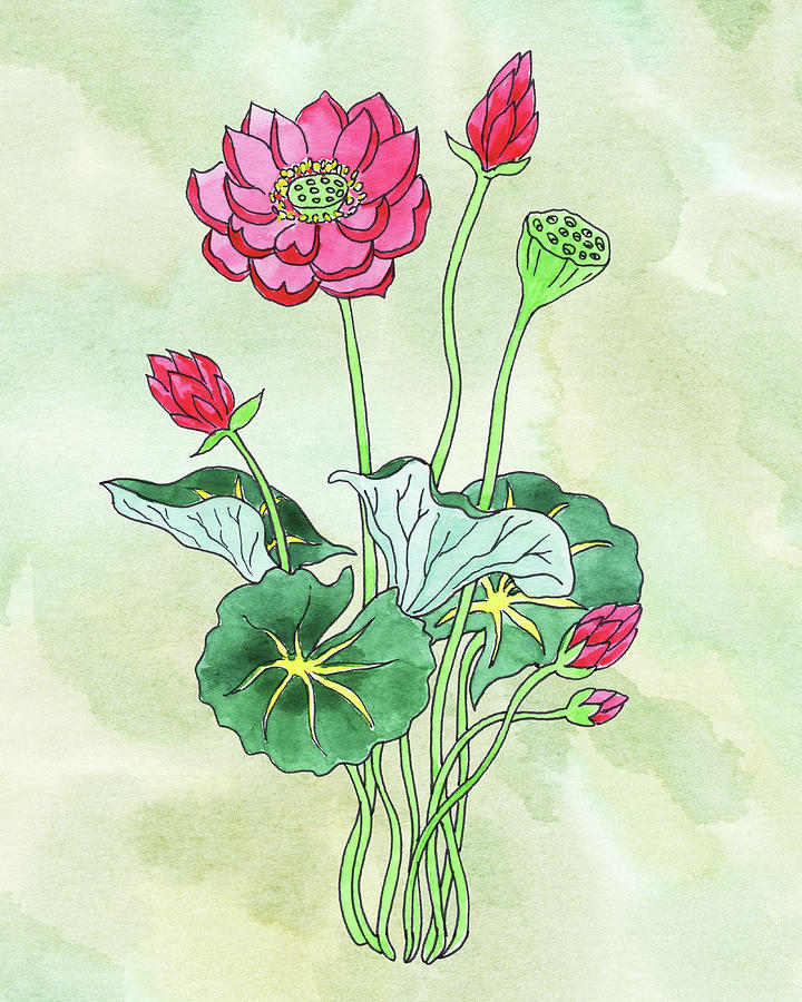 Watercolor Lotus Flower Botanical Painting