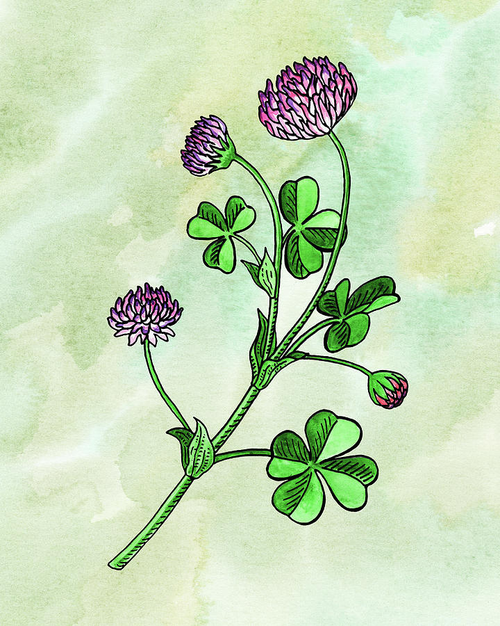 Watercolor Lucky Clover Flower Botanical  Painting by Irina Sztukowski