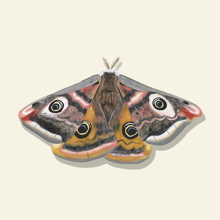 Watercolor Moths I Painting by Michael Willett - Fine Art America