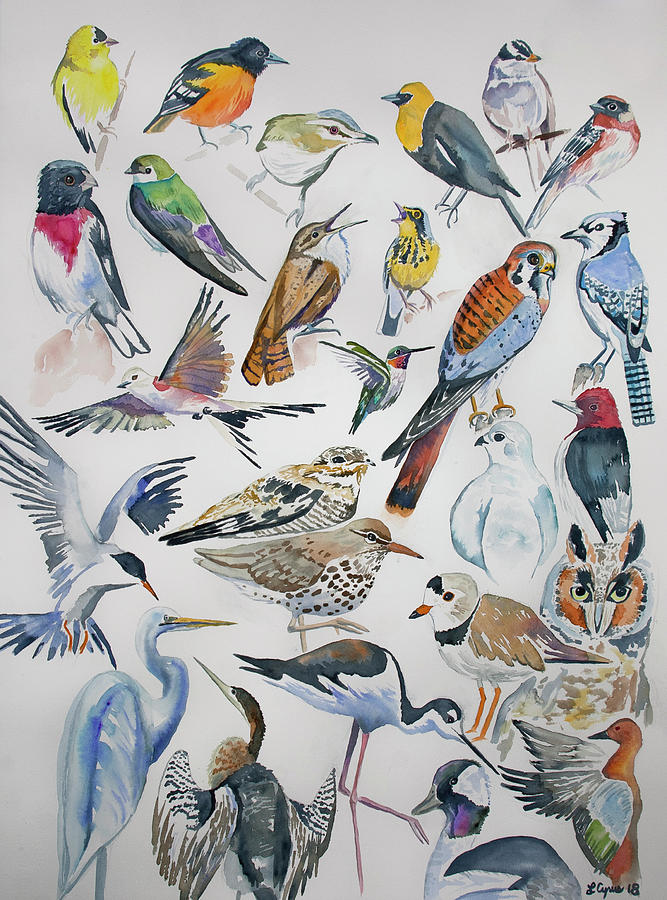 Bird Painting - Watercolor - North American Birds by Cascade Colors