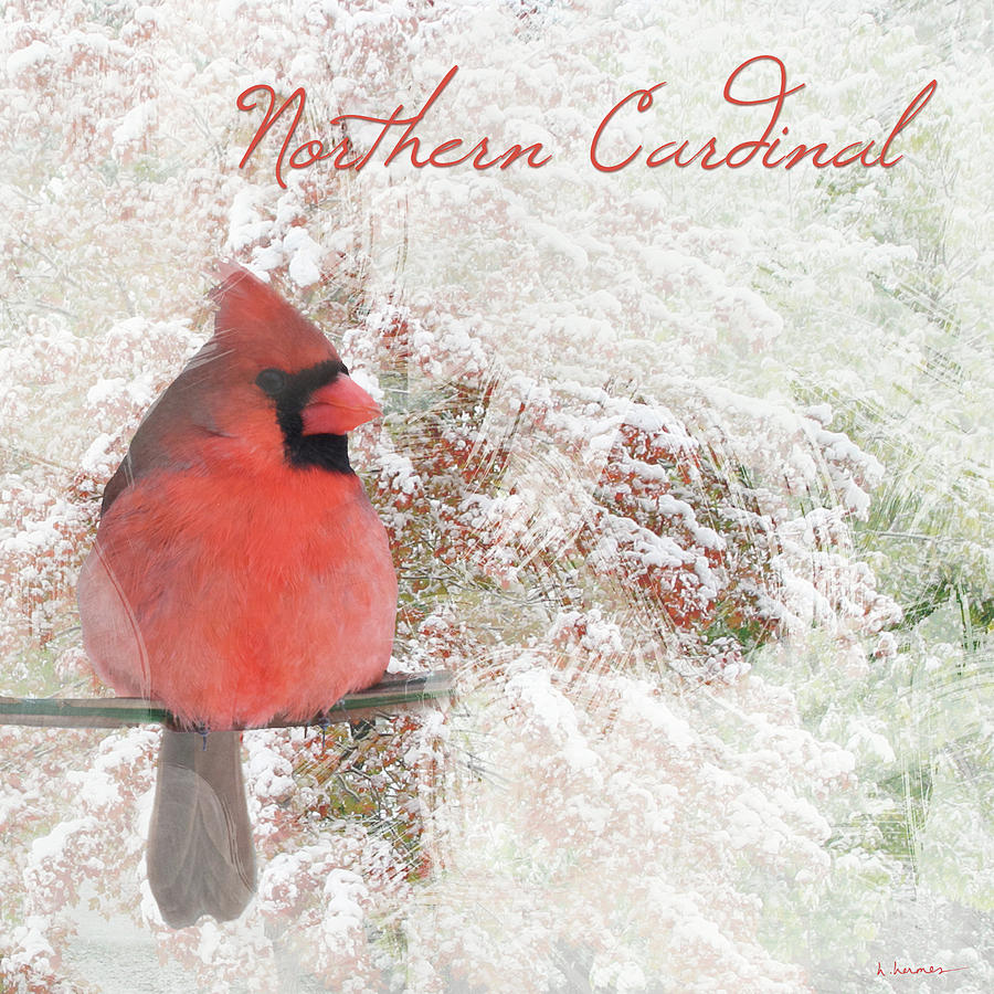 Watercolor Northern Cardinal Photograph Photograph by Hermes Fine Art