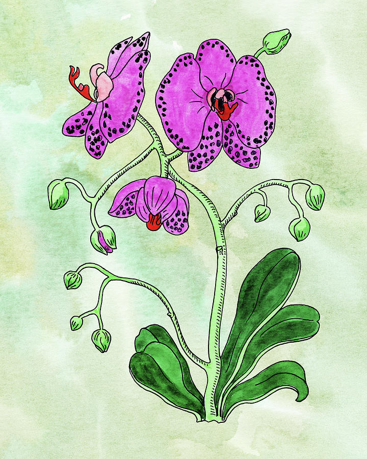Watercolor Of Pink Moth Orchid Botanical Painting