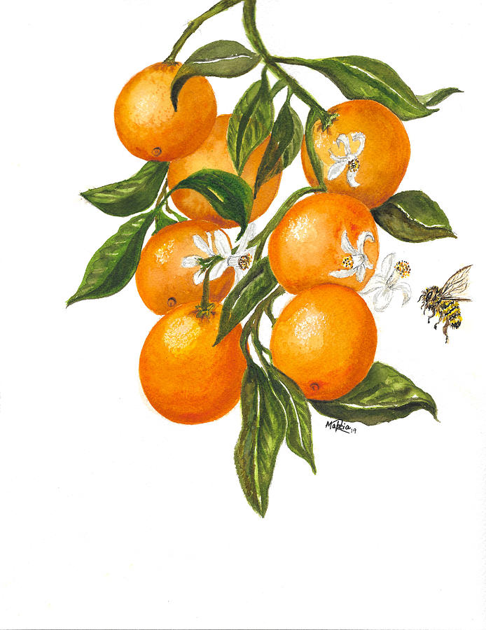 Watercolor Oranges With Bee Painting By Marcia Rivera