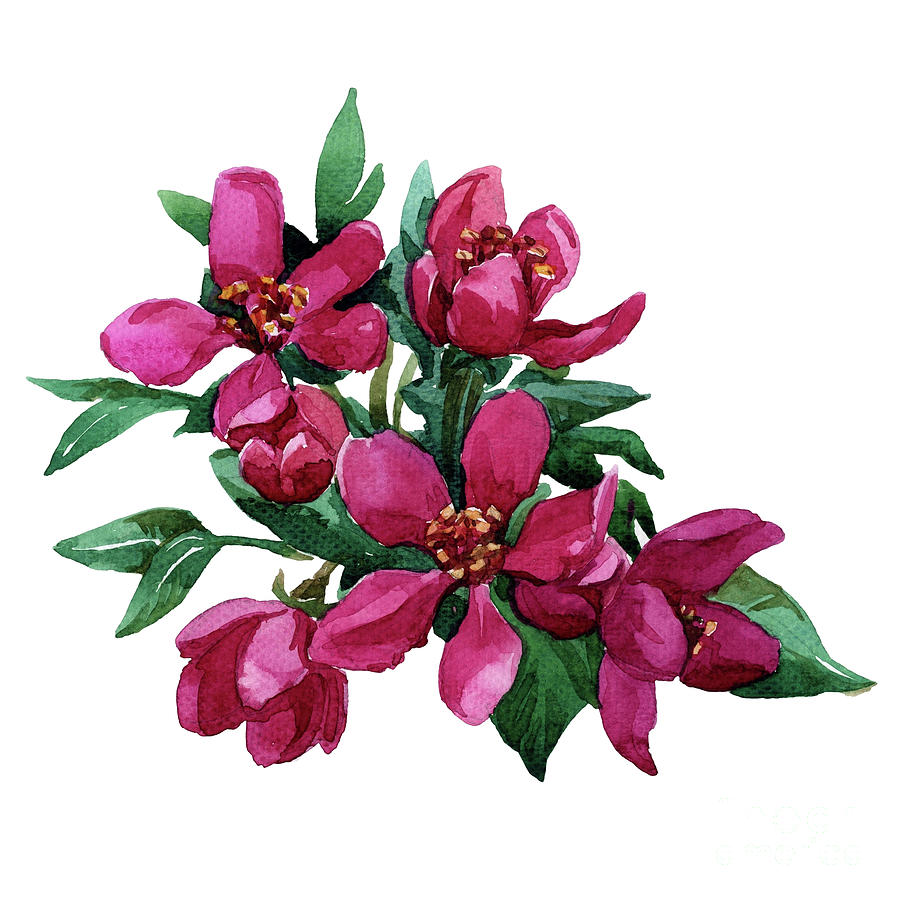 Watercolor Painting Apple Blossom. Pink Digital Art by Svitanola