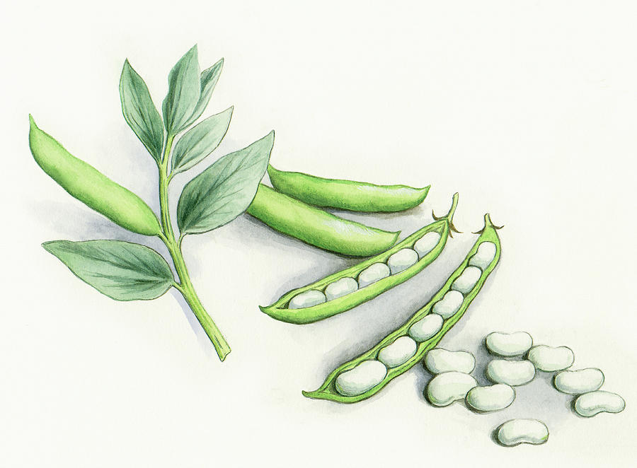 Watercolor Painting Of Broad Beans Painting by Ikon Images