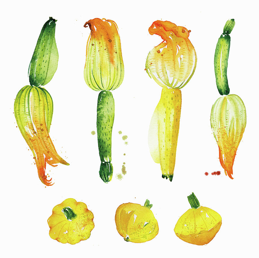 Watercolor Painting Of Courgettes Painting by Ikon Images