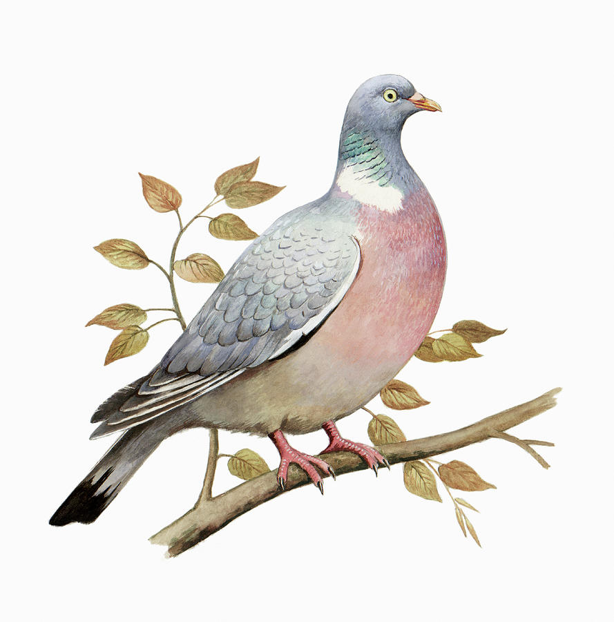 watercolour pigeon