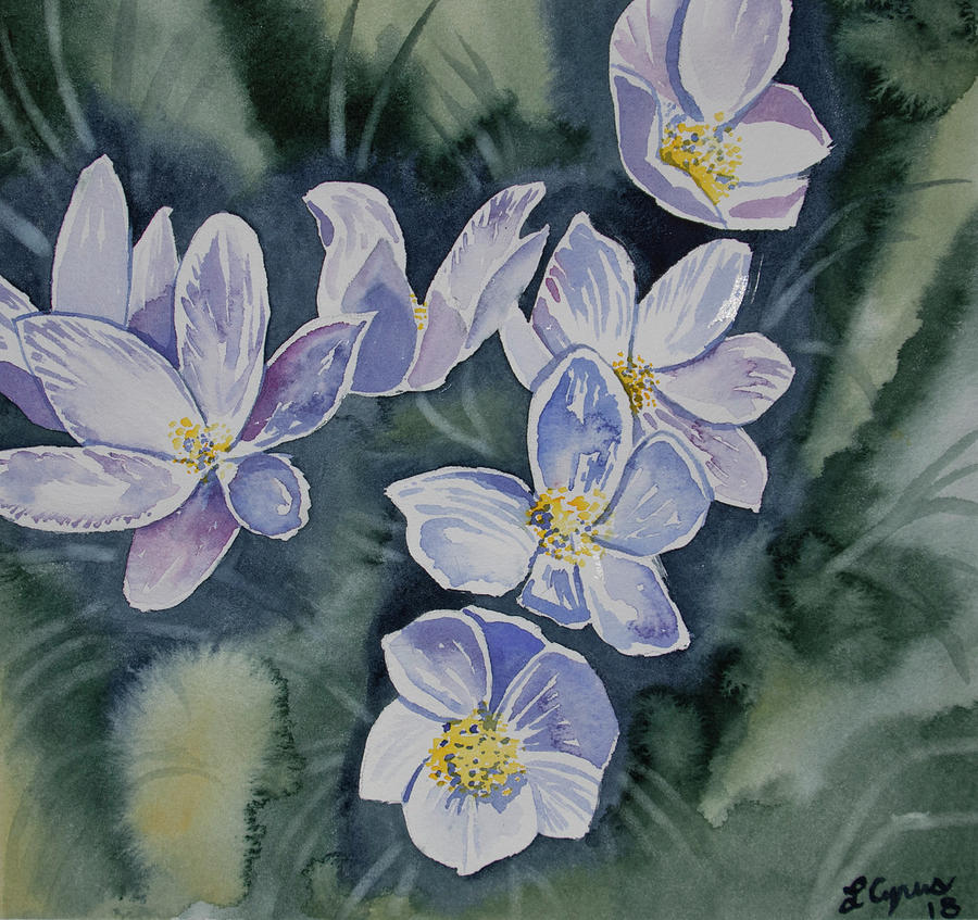 Watercolor - Pasque Flowers Opening Painting by Cascade Colors
