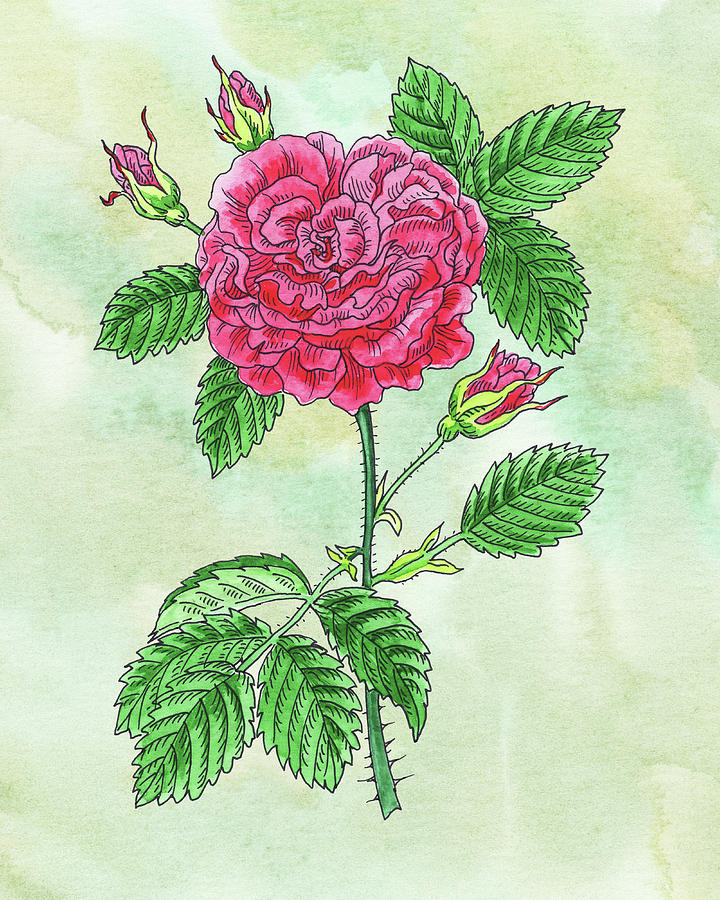 Watercolor Pink Rose Botanical Painting