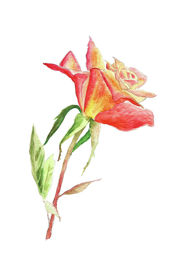 Watercolor Red Rose Painting by Masha Batkova