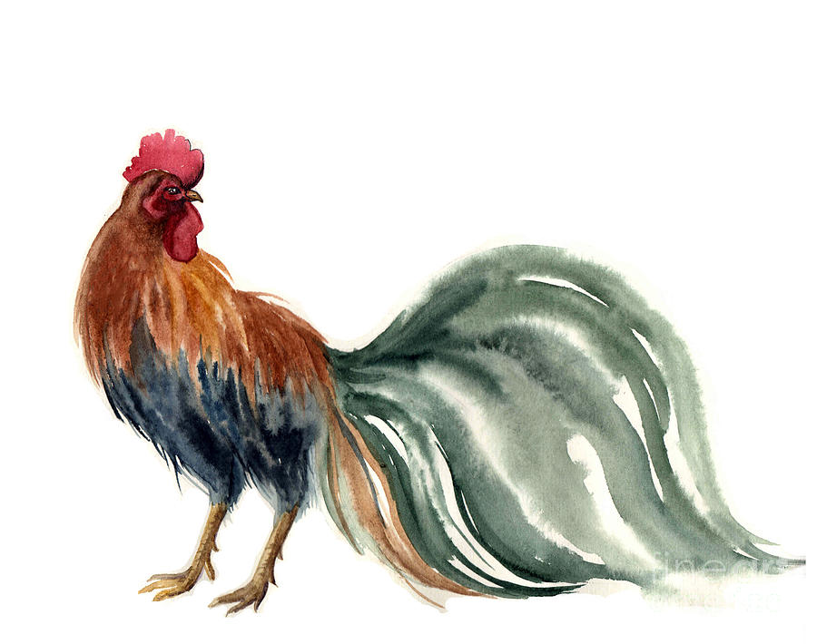 Symbol Digital Art - Watercolor Rooster Farm Animals by Tatyana Komtsyan