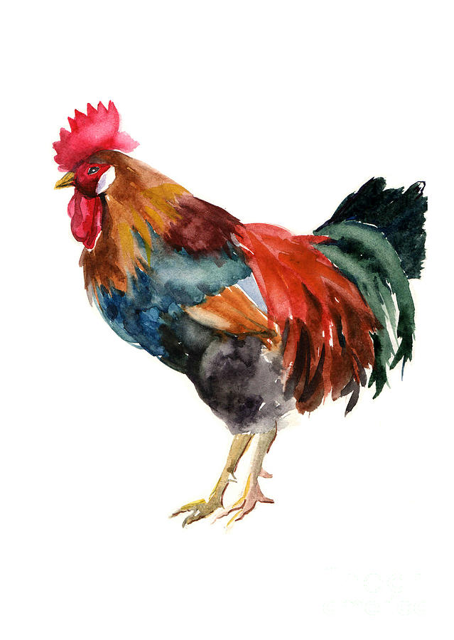 Feather Digital Art - Watercolor Rooster Year Farm Animals by Tatyana Komtsyan Feather Digital Art - Watercolor Rooster Year Farm Animals by Tatyana Komtsyan