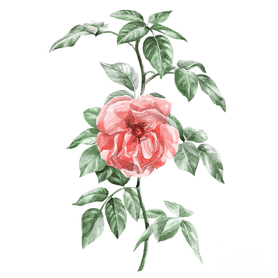 Watercolor Rose On Branch Isolated Digital Art by Svitanola