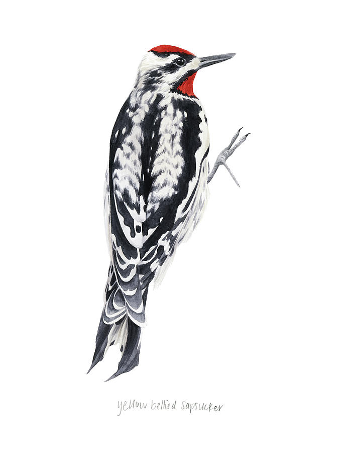 Bird Painting - Watercolor Woodpecker I by Grace Popp
