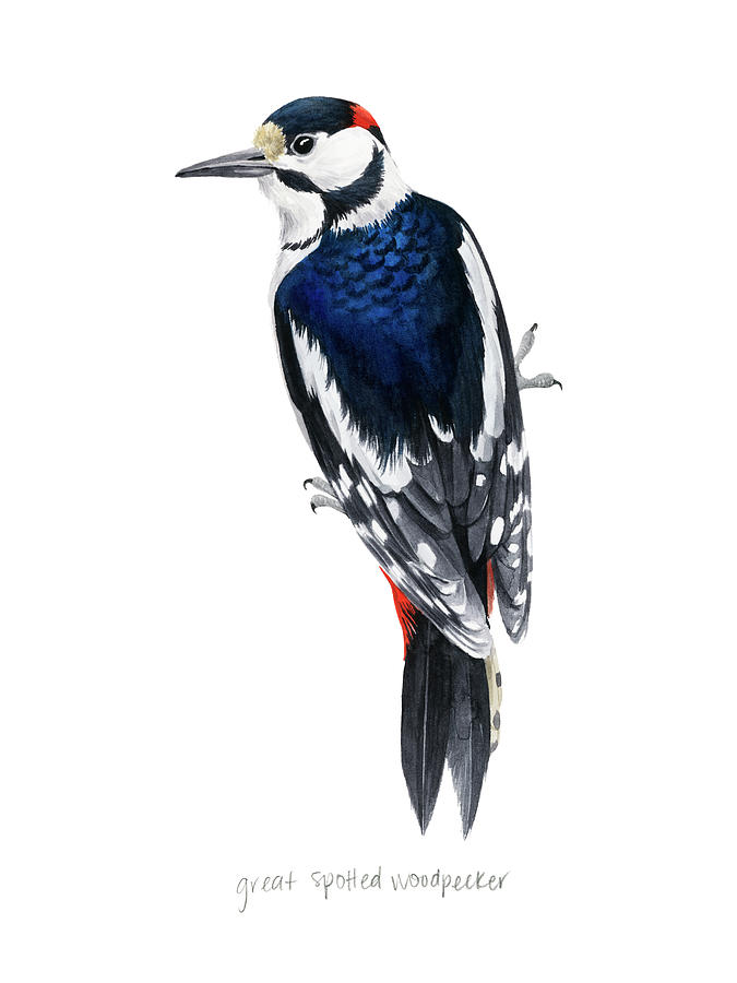 Bird Painting - Watercolor Woodpecker II by Grace Popp