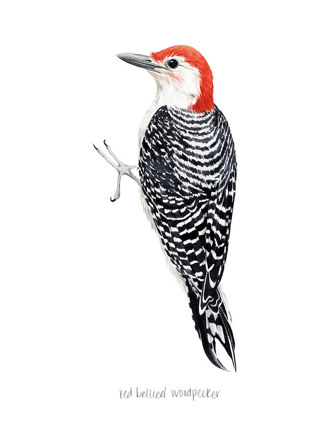 Bird Painting - Watercolor Woodpecker IIi by Grace Popp