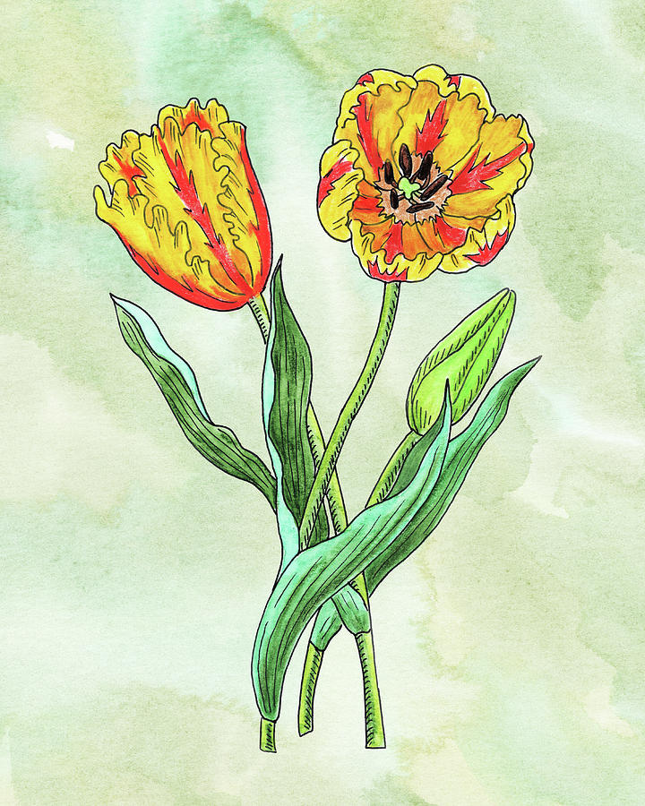 Watercolor Yellow Parrot Tulips Botanical Painting