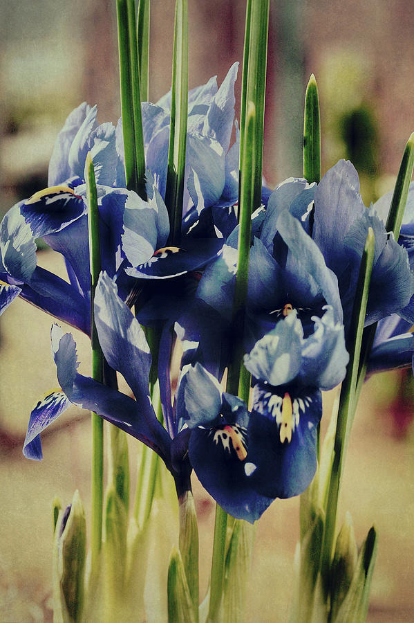 Watercolour Iris Photograph by Connie Handscomb