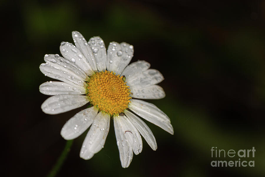 Waterdrop Daisy by Brian Roscorla Waterdrop Daisy by Brian Roscorla