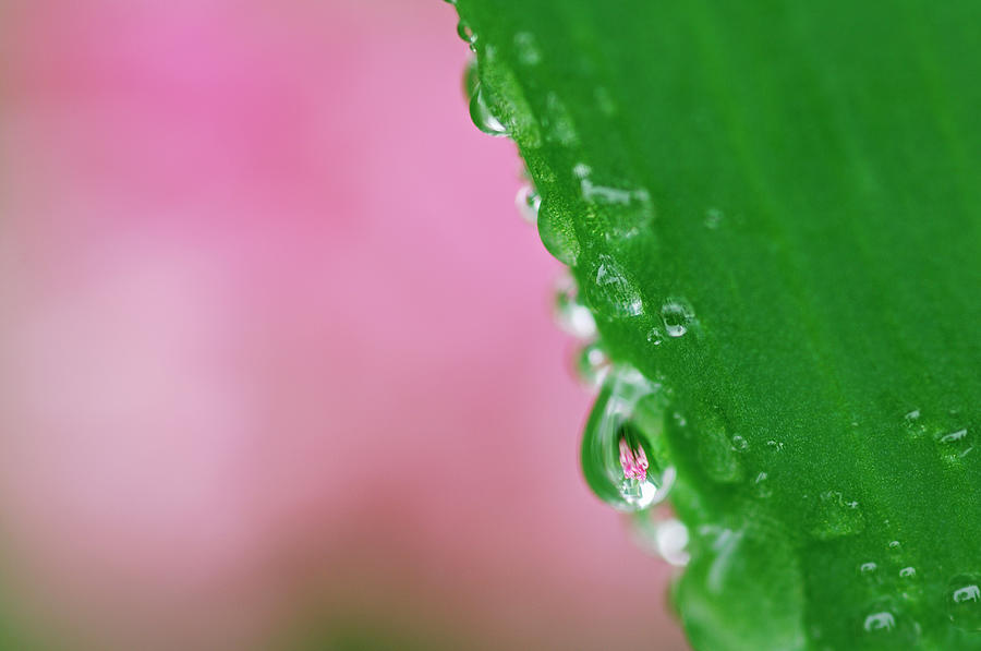 Waterdrops On A Leaf Photograph by Martin Ruegner