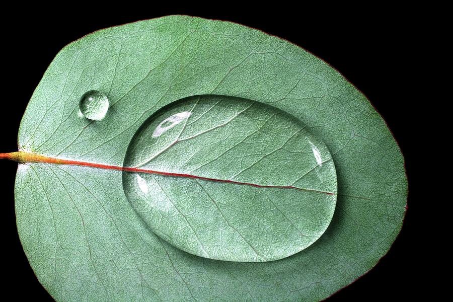 Waterdrops On Eucalyptus Photograph by Zennie Waterdrops On Eucalyptus Photograph by Zennie