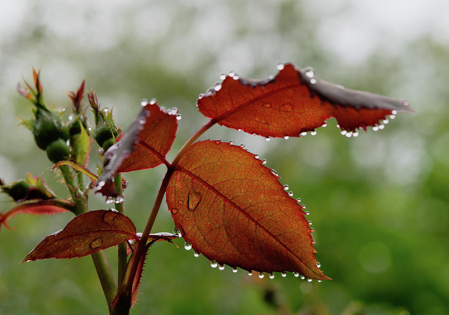 Waterdrops on Rose Leaves Photograph by Liz Albro