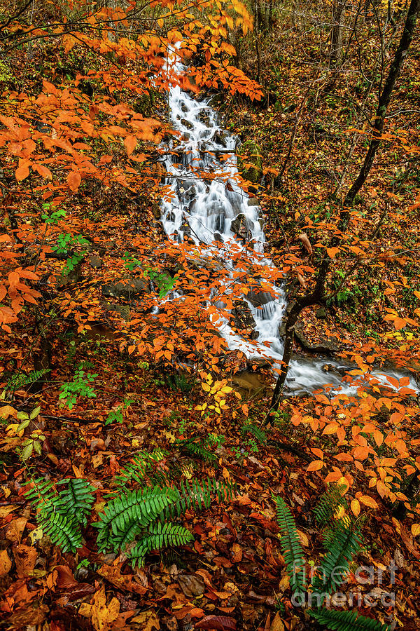 Waterfall and Fall Color Photograph by Thomas R Fletcher