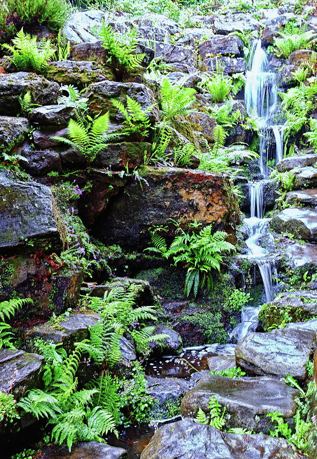 Waterfall And Ferns Photograph