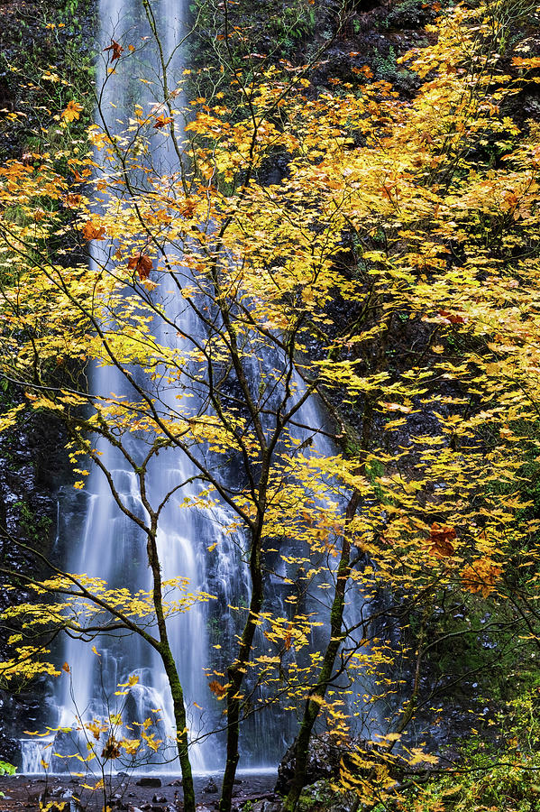 Waterfall and Yellow Tree, OR. Photograph by Rachel Rausch Johnson