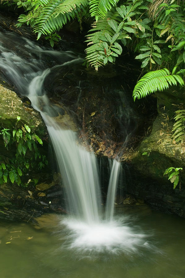 Waterfall In Rainforest Arima Valley Photograph by Nhpa