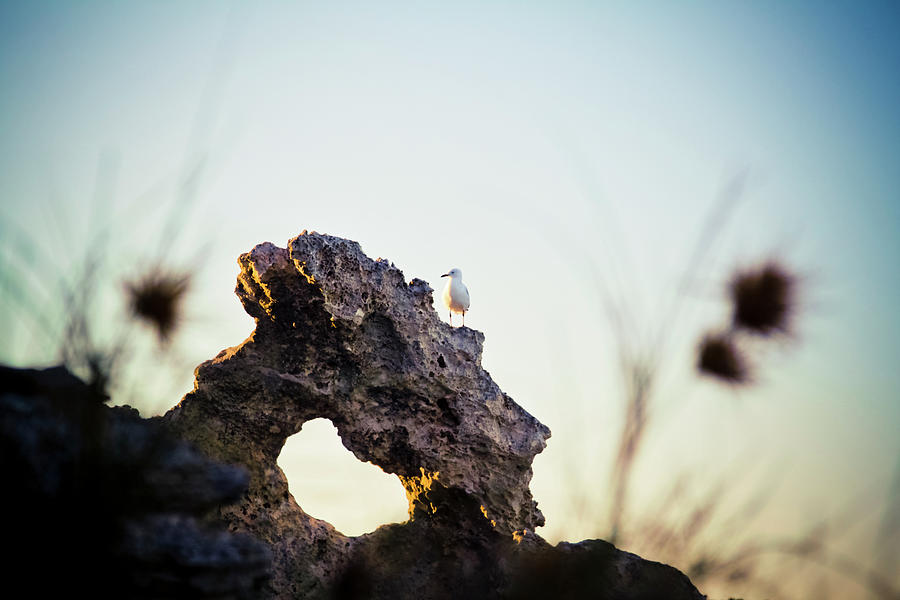 Waterfowl On Rock Photograph by Christopher Kimmel