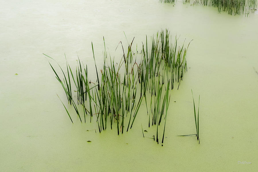 Watergrasses II Photograph by Deborah  Crew-Johnson