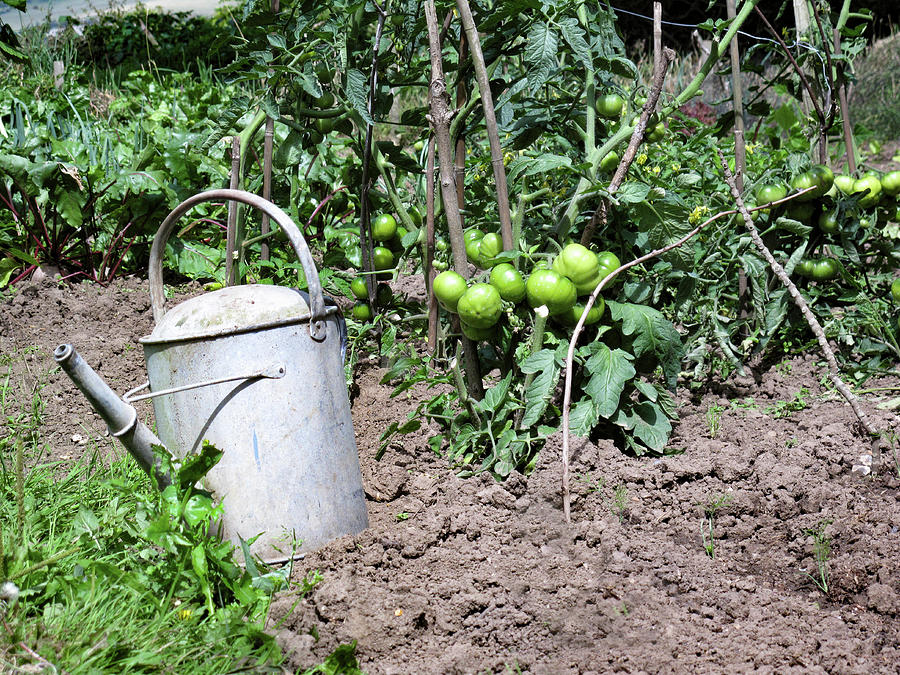 Watering Can In Tomato Garden Bed Photograph by Klaus Arras