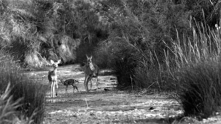 Watering Hole - Deer, Palo Duro Canyon State Park, Texas Photograph by Richard Porter