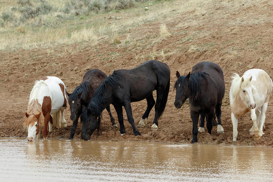 Watering Hole Photograph by Ronnie And Frances Howard