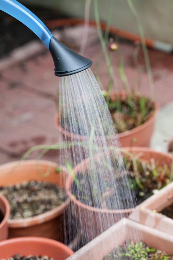 Watering Plants Photograph by Yelena Strokin