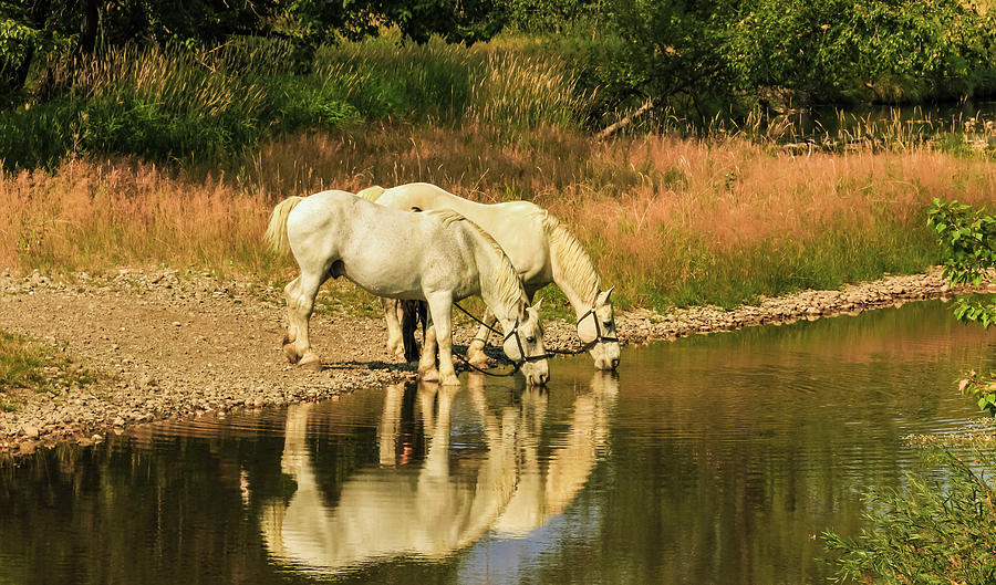 Watering the Horses - Bar U Ranch in Alberta, Canada Photograph by Ola Allen