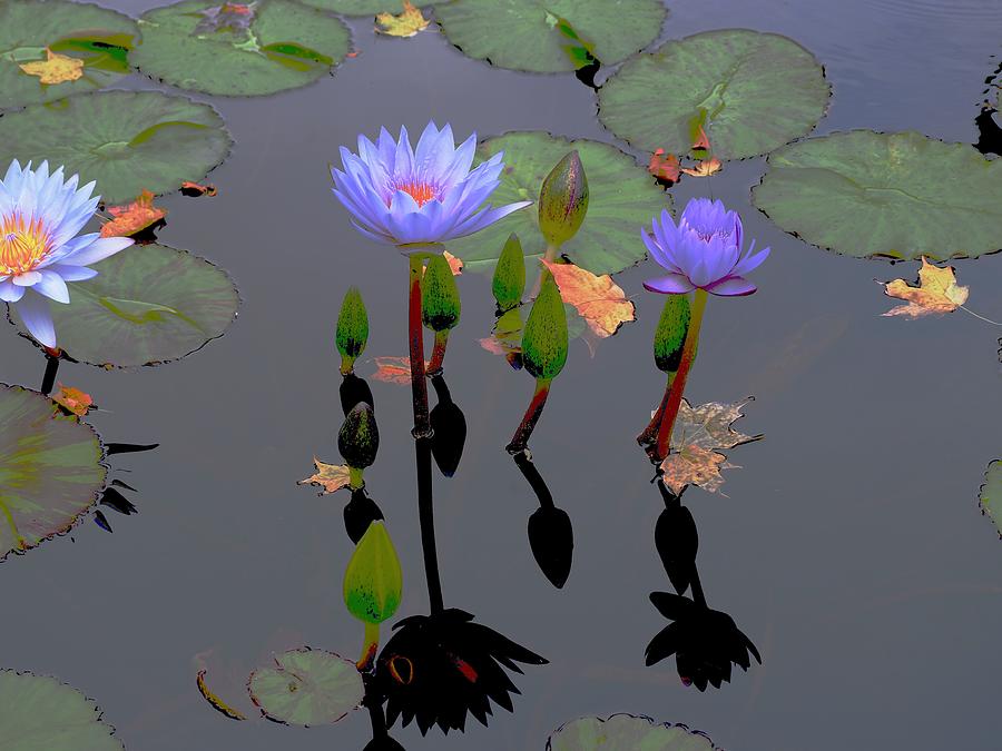 Waterlilies Dance With Leaves Photograph by Alida M Haslett
