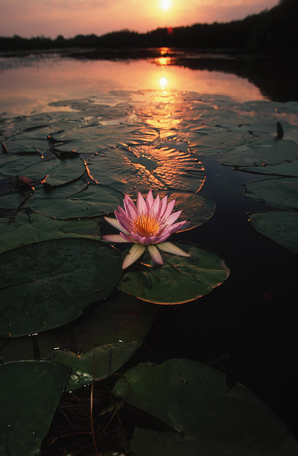 Waterlilies, Nymphaea Nouchali, Typical Photograph by Martin Harvey