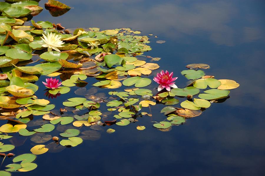 Waterlillies Photograph by Deborah Lynn Guber