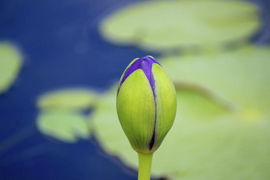Waterlily bud Photograph by Mary Penny Johnson Waterlily bud Photograph by Mary Penny Johnson