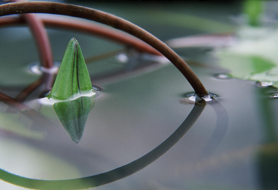 Waterlily Bud Piercing Through Water Photograph by Romana Chapman