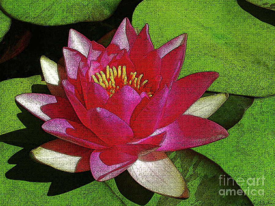 Waterlily by Deborah Eve Alastra Waterlily by Deborah Eve Alastra