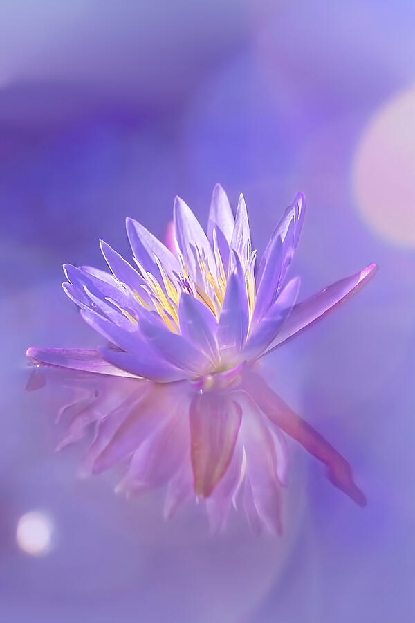 Waterlily Dreams by Kay Brewer Waterlily Dreams by Kay Brewer